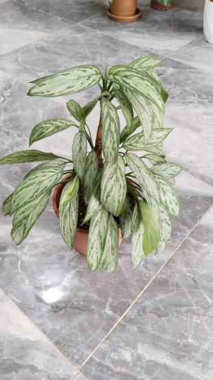 Aglaonema Silver Queen (Çin Herdemyeşili) Bitkisi