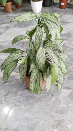 Aglaonema Silver Queen (Çin Herdemyeşili) Bitkisi