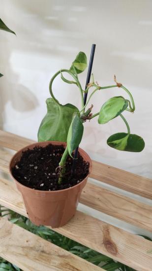  Salon Sarmaşığı-Philodendron Scandens Brasil