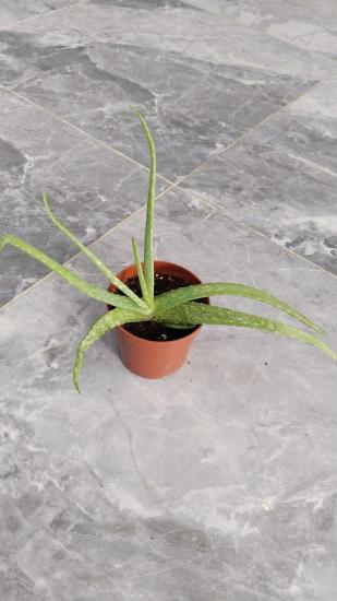  Aloe Vera Bitkisi -Sarı Sabır  12cm saksıda