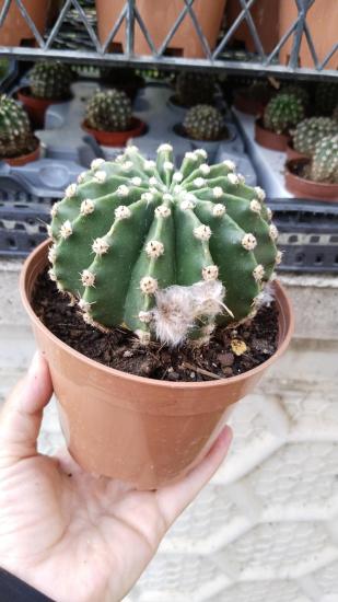 Echinopsis Subdenudata Kaktüs