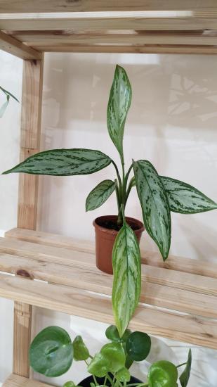 Aglonema (Aglaonema) Bitkisi -Çin Herdemyeşili 