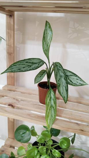 Aglonema (Aglaonema) Bitkisi -Çin Herdemyeşili 