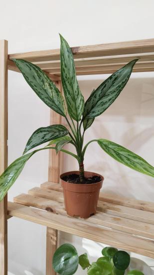 Aglonema (Aglaonema) Bitkisi -Çin Herdemyeşili 