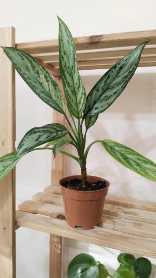 Aglonema (Aglaonema) Bitkisi -Çin Herdemyeşili 