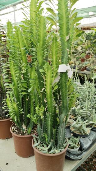  Euphorbia Trigona Rubra (Süt Ağacı)80-100cm