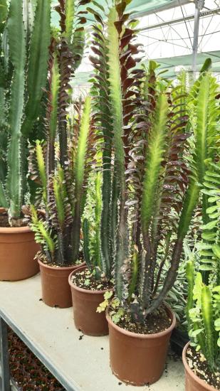 Euphorbia Trigona Rubra bordo  (Süt Ağacı)80-100