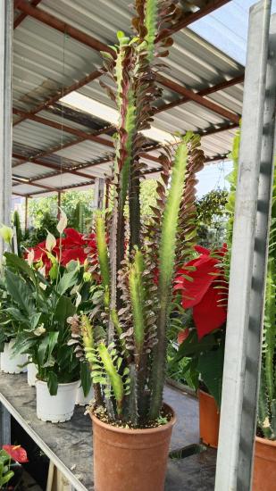 Euphorbia Trigona Rubra bordo  (Süt Ağacı)80-100