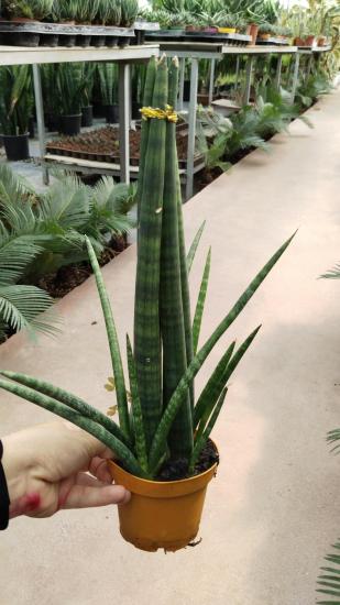  Sansevieria Cylindrica -Paşa Kılıcı Çiçeği 50-70cm