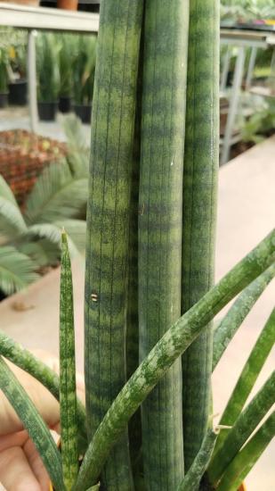  Sansevieria Cylindrica -Paşa Kılıcı Çiçeği 50-70cm