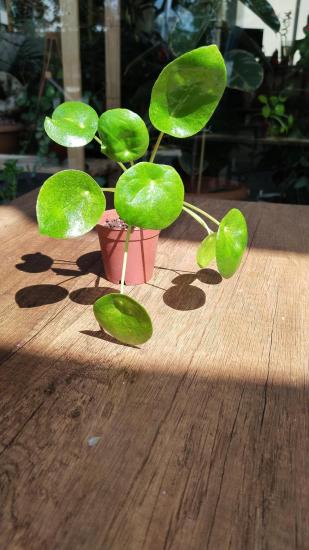 Pilea Peperomioides - Çin Para Çiçeği