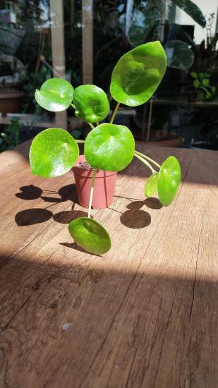 Pilea Peperomioides - Çin Para Çiçeği