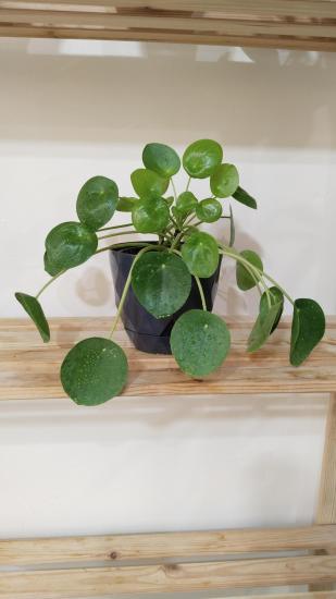 Pilea Peperomioides - Çin Para Çiçeği 