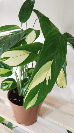 Calathea Ctenanthe Pilosa 