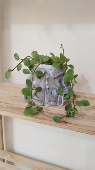 Peperomia Hope – Umut Bitkisi 12cm saksı(3 köklü)