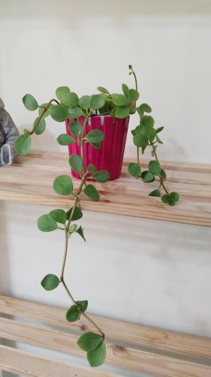 Peperomia Hope Çiçeği 8,5cm saksıda