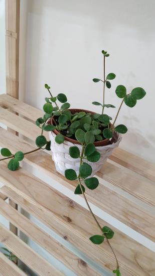 Peperomia Hope – Umut Bitkisi 12cm saksı 