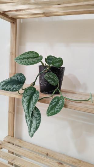 Scindapsus Pictus / Satin Pothos Sarmaşığı 