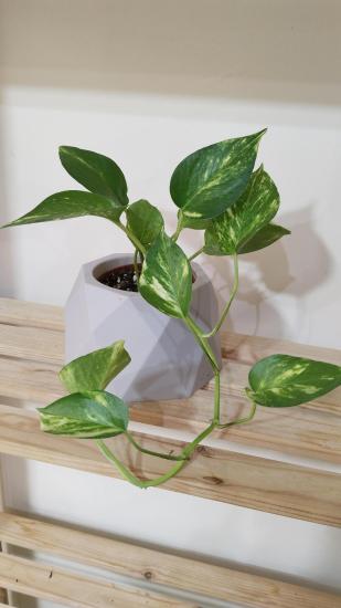 Salon Sarmaşığı – Pothos