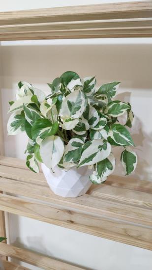 Epipremnum Aureum Njoy – Alacalı Sarmaşık Pothos