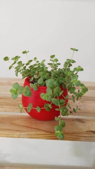 Crassula Pellucida Marginalis Yayılıcı Sarkan Sukulent