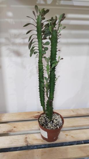 Süt Ağacı, sütleğen - Euphorbia trigona 