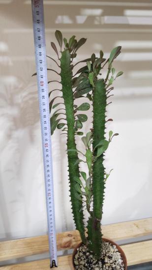 Süt Ağacı, sütleğen - Euphorbia trigona 