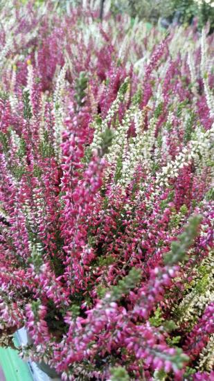 Erika (Funda) Çiçeği – Erica Carnea 