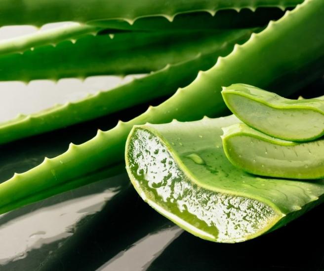 Aloe vera bitkisi Büyük Boy