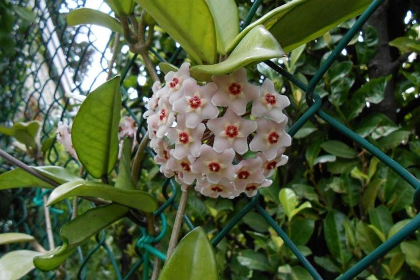 Mum Çiçeği ( Hoya Carnosa) Çok Dallı 