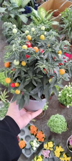Kudüs kirazı (Solanum pseudocapsicum)