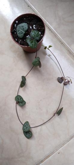 Kalp Kalbe Karşı ceropegia Woodii 5.5cm saksı miniboy