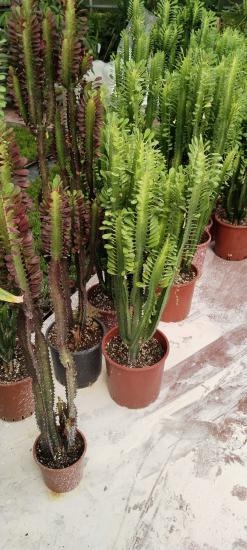 Euphorbia Trigona Rubra (Süt Ağacı) 100-130 cm