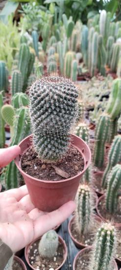 Mammillaria Backebergiana Cactus