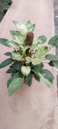 Phılodendron Birkin bitkisi büyük boy