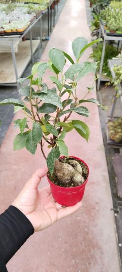 Ficus Bonsai Ağacı Küçükboy