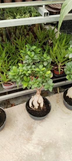 Ficus Ginseng Bonsai büyük boy