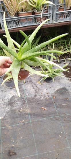 Aloe vera bitkisi Büyük Boy