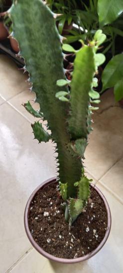 Euphorbia Trigona (Süt Ağacı)  50 cm 