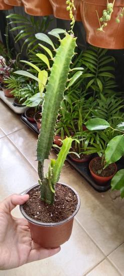 Süt Ağacı, sütleğen - Euphorbia trigona (EUPHORBIACEAE) 35 cm 10cm saksı