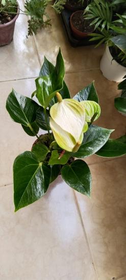 Antoryum Saksı Çiçeği-Beyaz BÜYÜK BOY