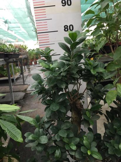 Fikus Bonsai Ağaç 80-90 cm