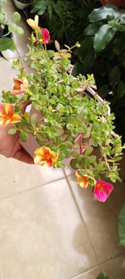 Yubi-Semizotu Çiçeği 12 cm saksı