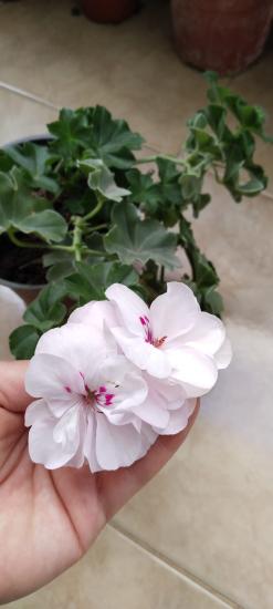 Sakız sardunya çiçeği-beyaz