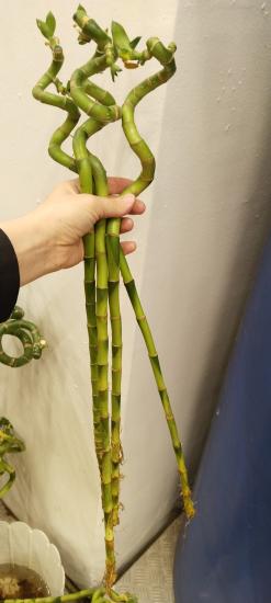 Şans Bambusu 50 cm