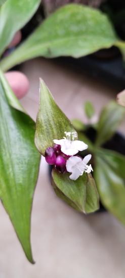 Ahtapot Çiçeği (Callisia Fragrans)-ortaboy
