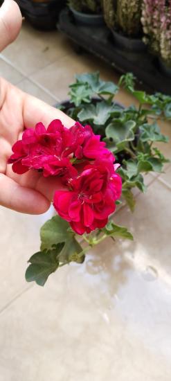 Sakız Sardunya Çiçeği -Askılı  saksıda 