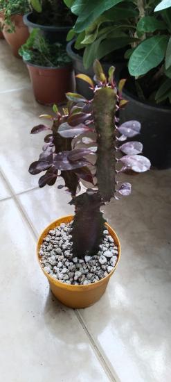 Süt Ağacı, Euphorbia trigona)20 cm 10cm saksı