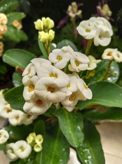 Dikenler Tacı Çiçeği beyaz (Euphorbia)