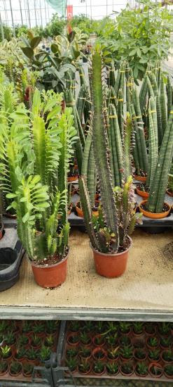  Euphorbia Trigona Rubra (Süt Ağacı)30-50 cm
